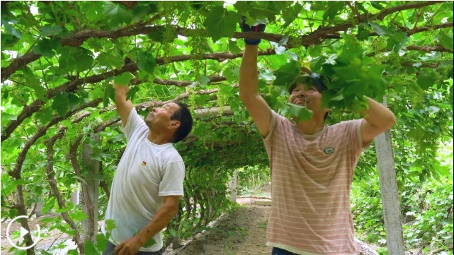 新疆吐鲁番：葡萄叶“