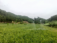成县红川镇：奏响夏粮